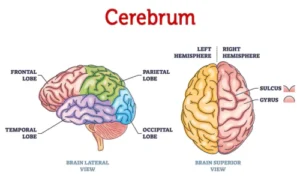 Cerebrum
