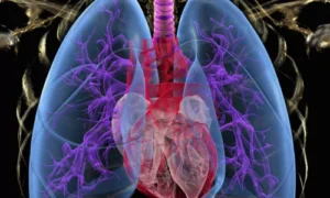 How the Lungs Work