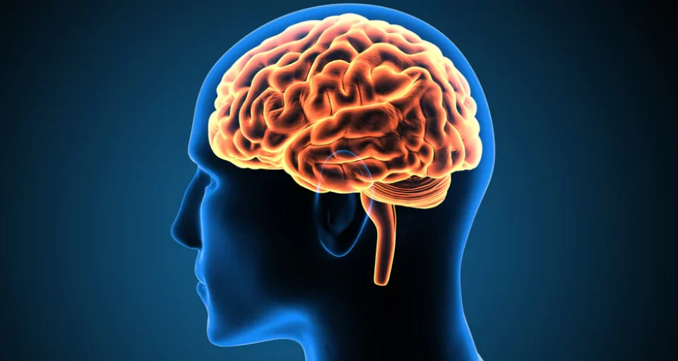 Human Brain Structure