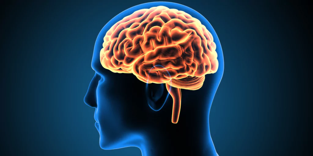 Human Brain Structure
