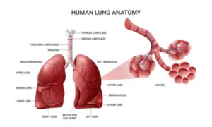 Importance of Lung Anatomy
