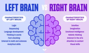 Left-Brained or Right-Brained Personality