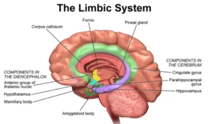 Limbic System
