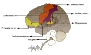 Motor Cortex