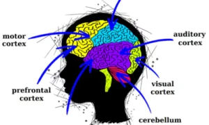 Prefrontal Cortex