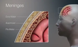 Protective Layers of the Brain