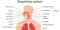 How Air Pollution Affects Your Lungs and What You Can Do