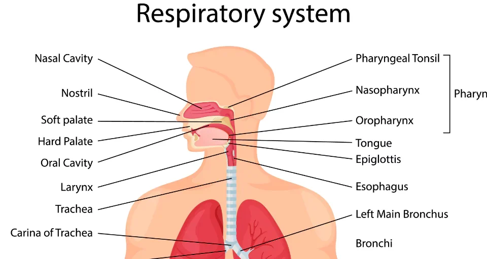 How the Respiratory System Works