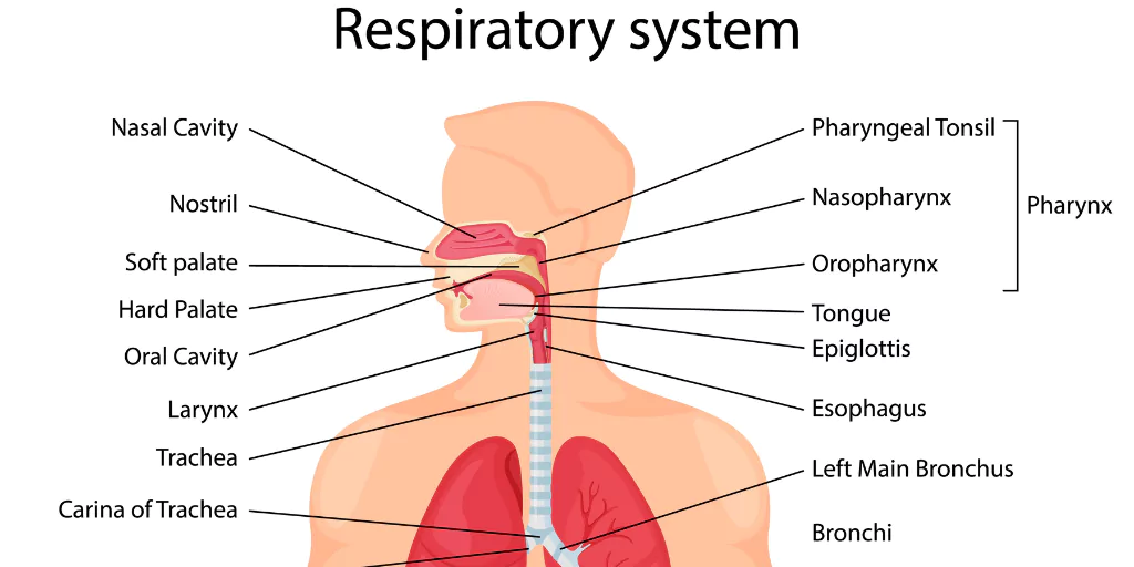 How the Respiratory System Works