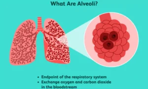 Alveoli (air sacs)