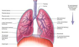 Trachea