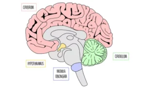 The Brain and Biology