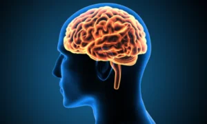 The Human Mind