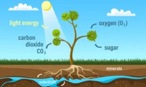 Photosynthesis and Carbon Dioxide