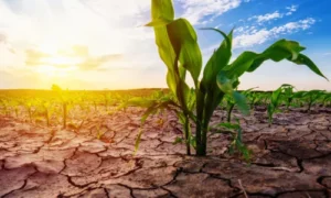 photosynthesis Impacts Climate