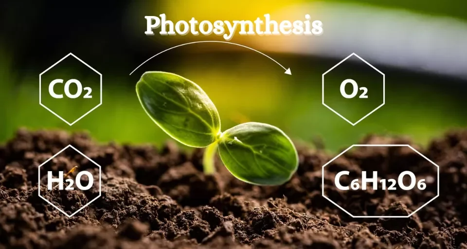 Photosynthesis