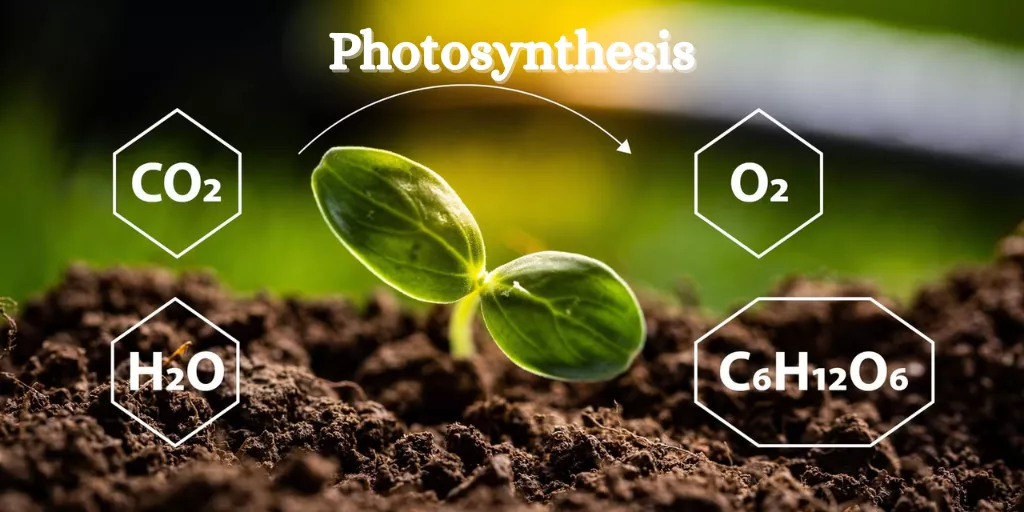Photosynthesis