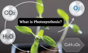 What is photosynthesis