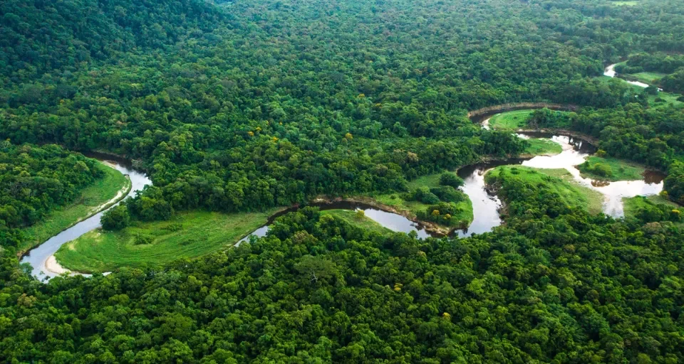Amazon Rainforest