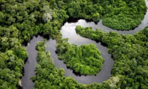 Amazon Rainforest