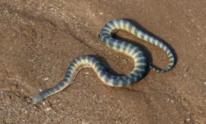 Beaked sea snake