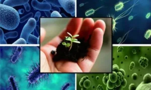 Beneficial Uses of Microorganisms