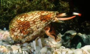 Cone snail