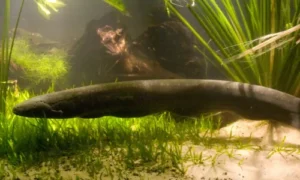 Electric Eel