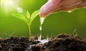 Environmental Responses in Plants