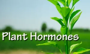 Function of Plant Hormones