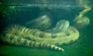 Green Anaconda