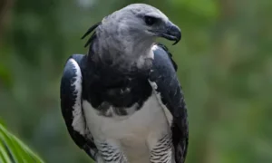 Harpy Eagle