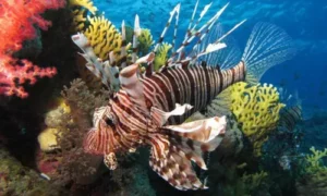 Lionfish