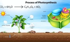 Photosynthesis