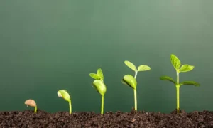 Plant Growth and Development