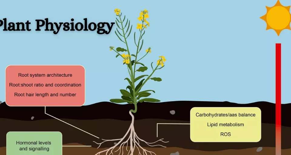 Plant Physiology