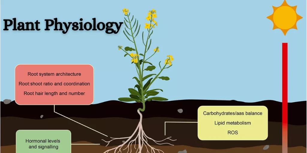 Plant Physiology