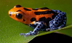 poison Dart frog