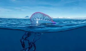 Portuguese man of war