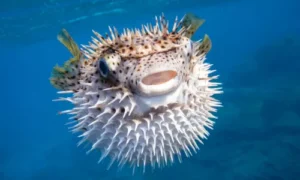 Pufferfish
