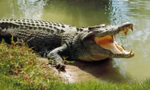 Saltwater crocodile