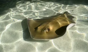 Stingray