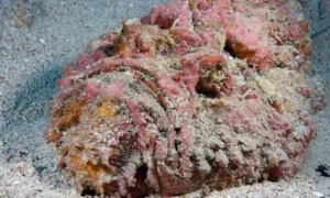 Stonefish