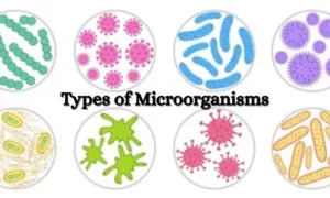Types of Microorganisms