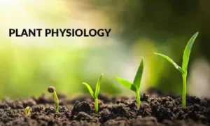 Plant Physiology
