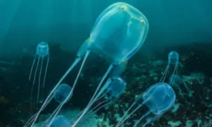 Who Are the Ocean’s Deadliest?