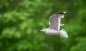 Why Don’t Birds Fall from the Sky?