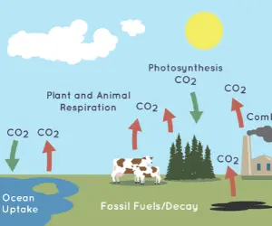 Carbon moves through food chains