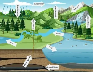 Forests Participate in the Water Cycle