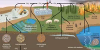 How Does Carbon Dioxide Trap Heat